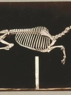 Skeleton of Horse poster